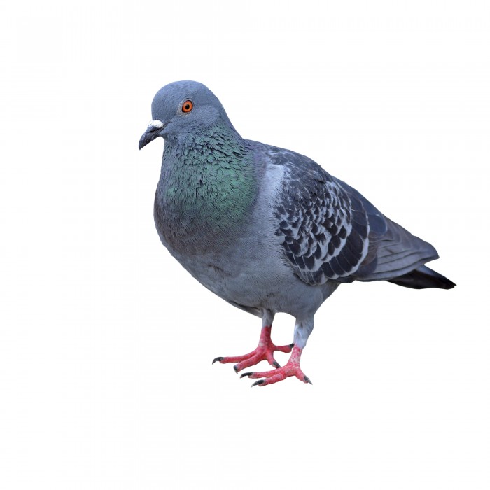 pigeon update